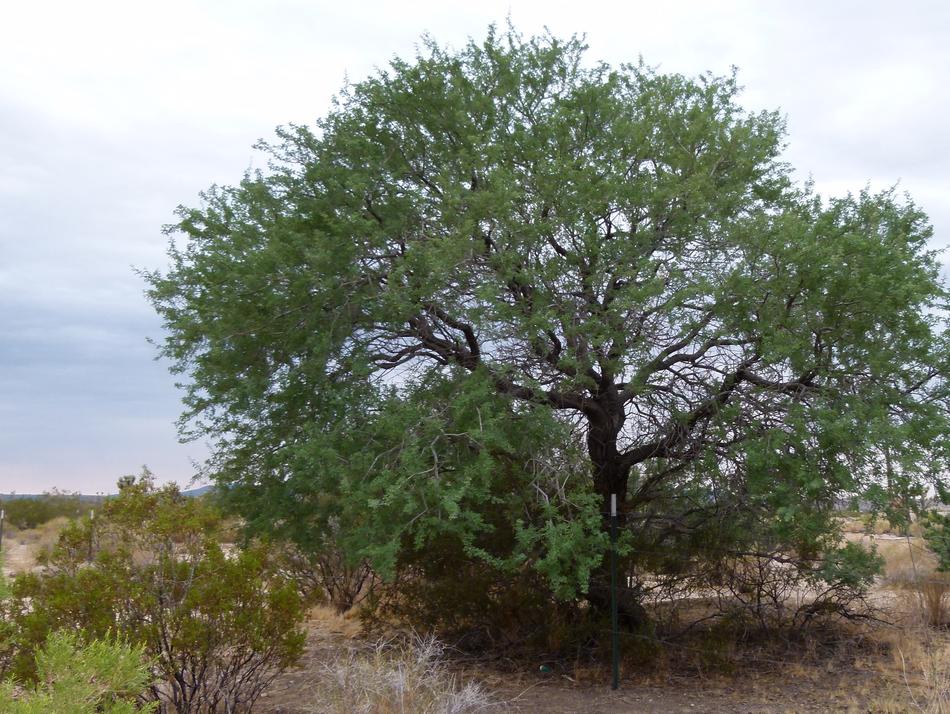 آکاسیا پنجه گربه ای